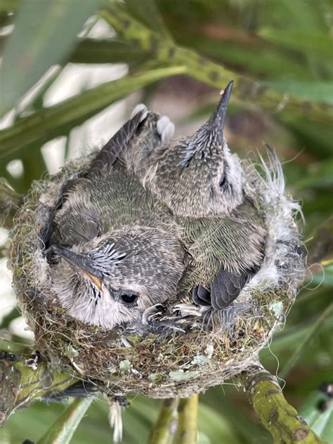 Nestwatch Baby Hummingbirds Snug In Nest Nestwatch