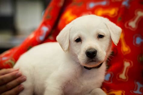 Shelter Dogs Dec 14 2012 Mike Heller Photography