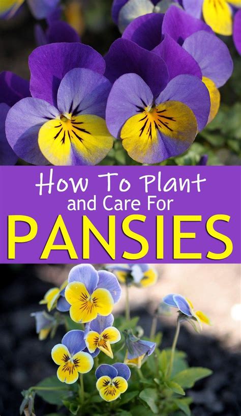 How To Plant And Care For Pansies Pansies Plants Spring Flowering Bulbs