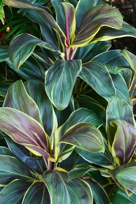Ti plants or cordylines, are extremely popular worldwide for their intense leaf colors and leaf shapes producing ti is pronounced like 'tea' in some areas, but in florida the name rhymes with 'hi. Photo of the leaves of Hawaiian Ti Plant (Cordyline ...