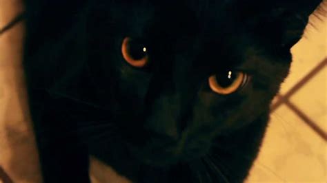 Black Cat With Orange Gold Eyes Youtube