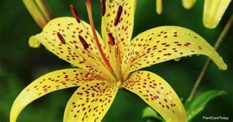 How To Grow And Care For Tiger Lily Flower Bulbs
