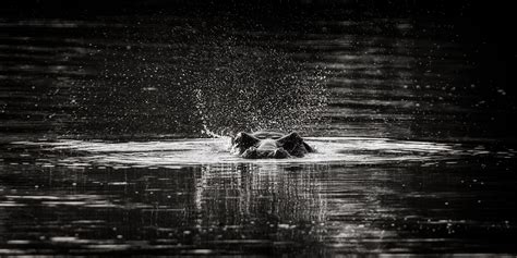 renata ewald wildlife photographer kruger kgalagadi south africa