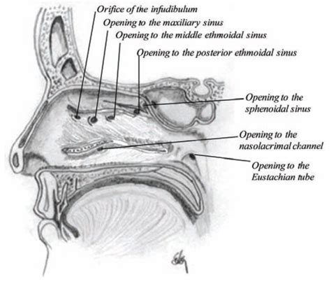 Sagittal Section Showing The Openings Into The Nasal Cavity The