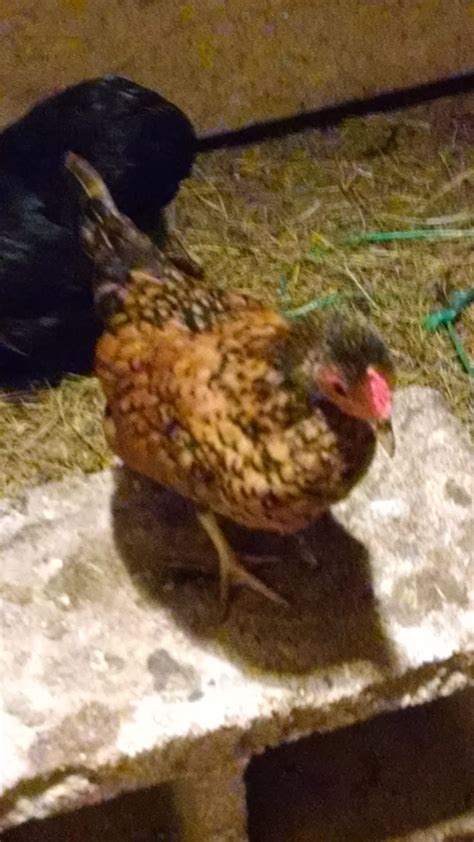 sebright maybe seb cross update backyard chickens learn how to raise chickens