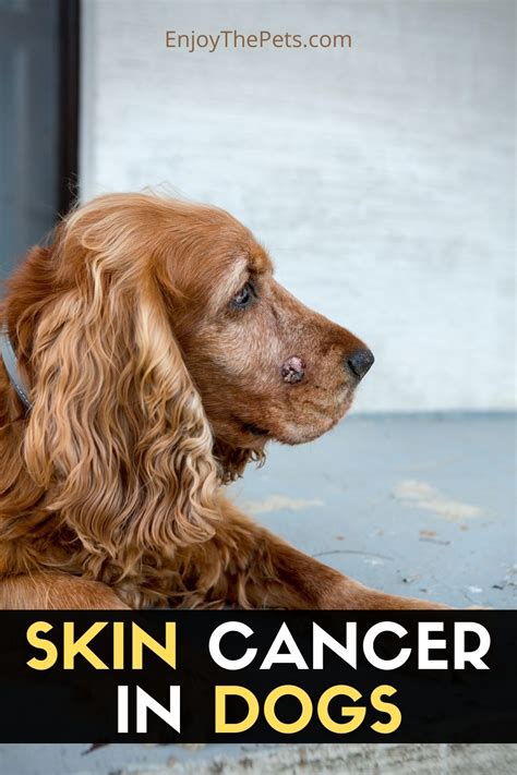 Skin Cancer In Dogs Enjoy The Pets