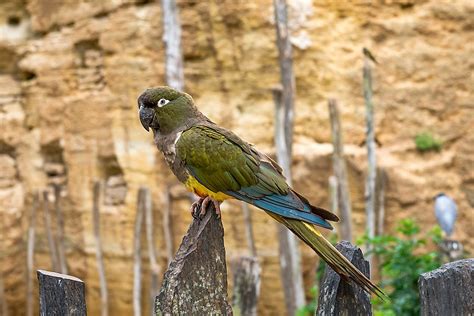 What Is The Kakapo Bird