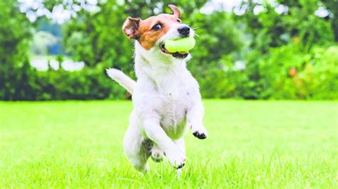 Aprende A Cuidar Perros El Gráfico Historias Y Noticias En Un Solo Lugar