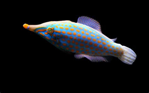 Free Images Nature Ocean Swim Pattern Color Colorful Close Sea