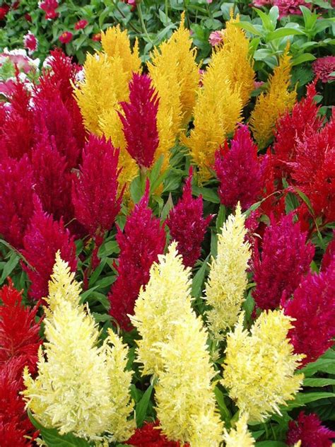 75 Best Images About Celosia On Pinterest Garden Seeds Scarlet And