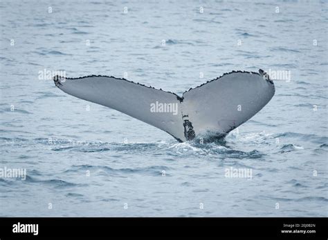 Humpback Whale Watching Hervey Bay Queensland Australia Stock Photo