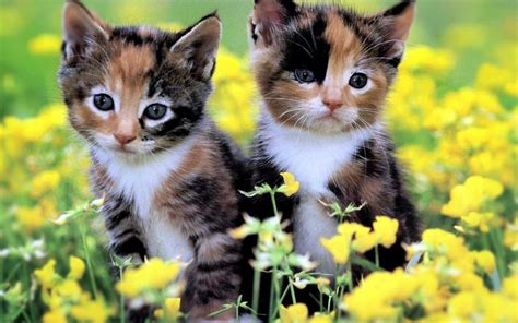 Summer Kitten Wallpapers Top Free Summer Kitten Backgrounds