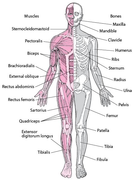 As far as muscles go i believe there are just about 300 skeletal bones. Muscles - Bone, Joint, and Muscle Disorders - Merck Manuals Consumer Version
