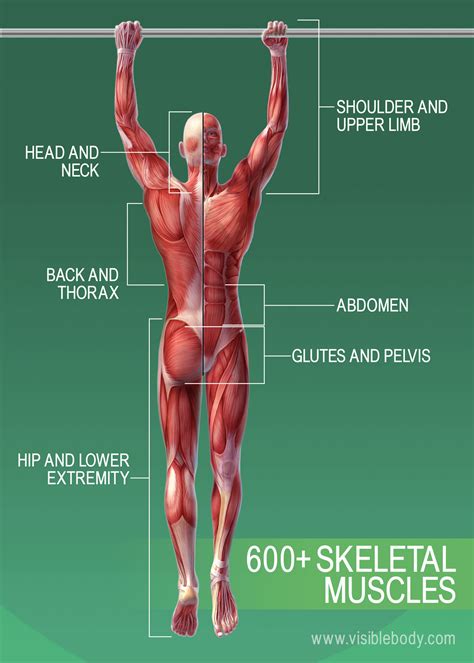 The body's muscular system consists of about 650 muscles that aid in movement, blood flow and there are three types of muscle: Muscular system | Learn Muscular Anatomy
