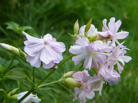 Soapwort In The Garden By Ruth Ridley The Herb Society