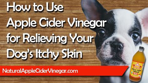 Benefits Of Apple Vinegar To Dogs Health Benefits