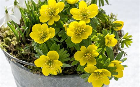 The Top Ten Winter Flowering Plants David Domoney