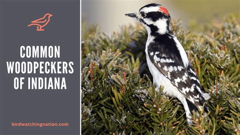 7 Exciting Woodpeckers Of Indiana You Can Observe In Your Area