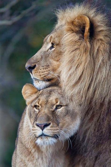 Leon Y Leona Lion Couple Animals Beautiful Lion Love