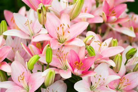 Lots Of Beautiful Pink Lilies Stock Photo Image Of Leaf Background