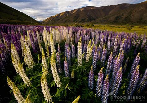 I Love Lupines South Island New Zealand Mountains New Zealand