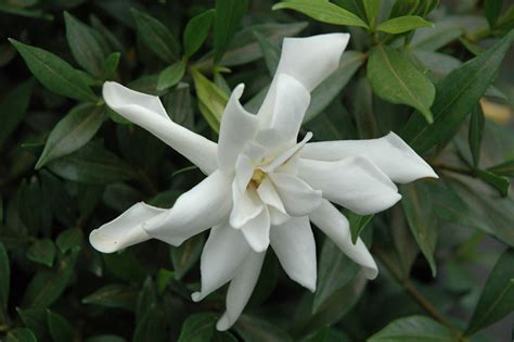 However, a few frost proof gardenia varieties can now be grown more reliably in usda climate zone 7 and even 6. Frost Proof Hardy Gardenia (Gardenia jasminoides 'Frost ...