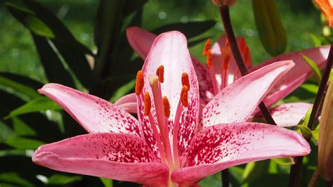 Free Images Tiger Lily Pink Tiger