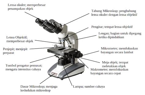 Fungsi Masing Masing Bagian Mikroskop Dan Cara Menggunakannya My XXX