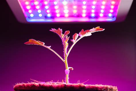 To induce flowering the lightcycle will have to be changed to 12 hours of light and 12 hours of darkness. Grow Lights for Indoor Plants and Indoor Gardening: An ...