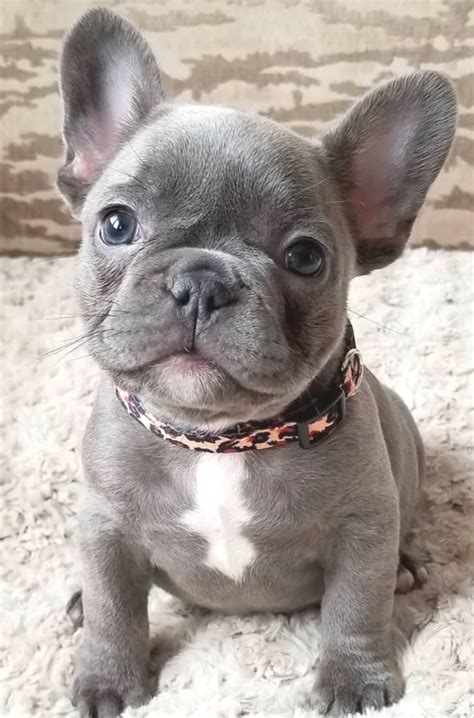 Advance bulldog francés es un alimento de alta gama, completo y equilibrado, especialmente formulado para perros adultos de la raza bulldog francés. Bulldog Francés