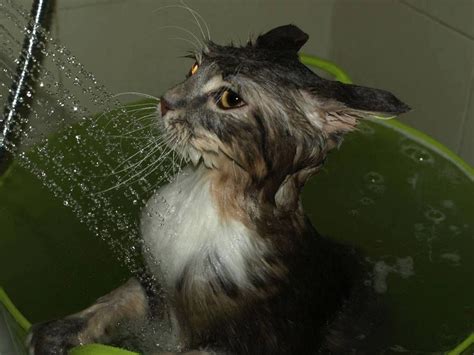 Water Cat Cats Crazy Cats Animals And Pets