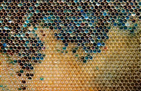 In 2012 French Beekeepers Could Not Solve The Mystery Of The Blue And