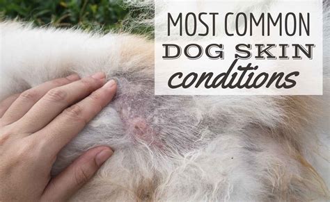 10 Most Common Dog Skin Conditions Allergies And Treatments Canine Journal