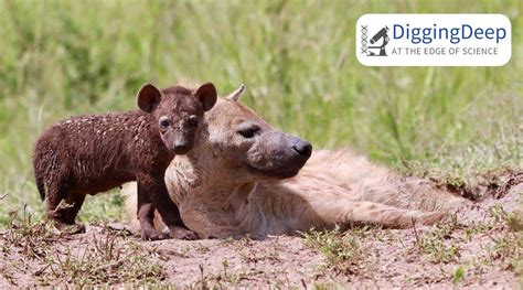 Nepotism Or Social Support Hyena Mothers Pass Their Social Networks To