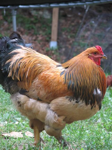 Image Detail For Chickencrossingorg Beautiful Buff Brahma Roo For