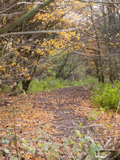 Autumn Forest Path Walkway Through Dark Way Yellow Leaves Ground Stock