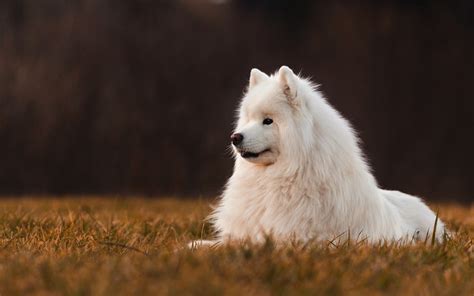 Download Wallpapers Samoyed White Fluffy Dog Autumn Evening Sunset