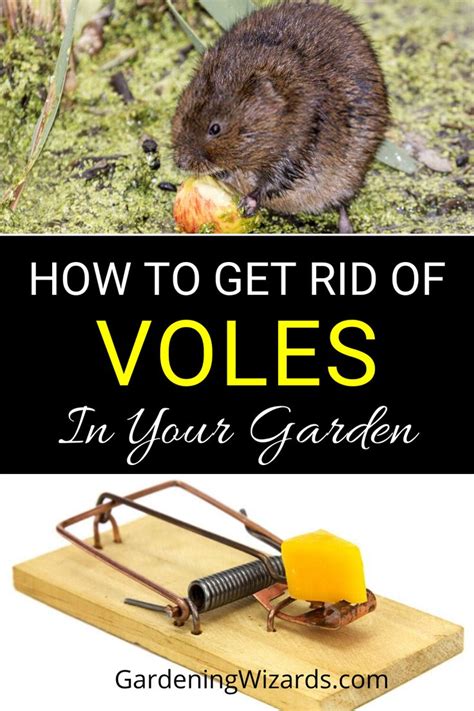 4 Useful Tips On How To Get Rid Of Voles In Your Garden Gardening