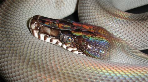 White Lipped Pythons Aussie Pythons And Snakes White Lips Snake