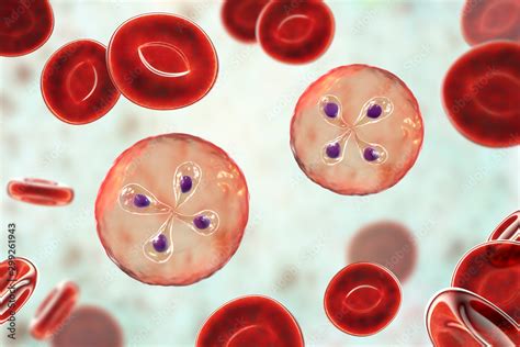 Babesia Parasites Inside Red Blood Cell The Causative Agent Of