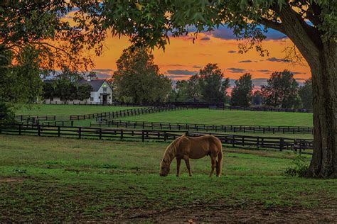 Horse Farm Sunset Photograph By Galloimages Online Pixels