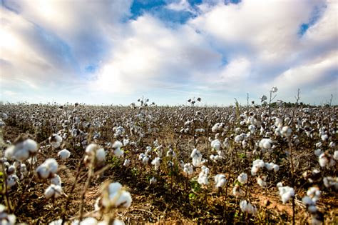American Cotton Field Stock Photo Download Image Now Plantation