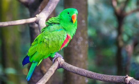 A Green Parrot Have Red Beak Is Standing On The Timber And Looking Something At Right Hand Side