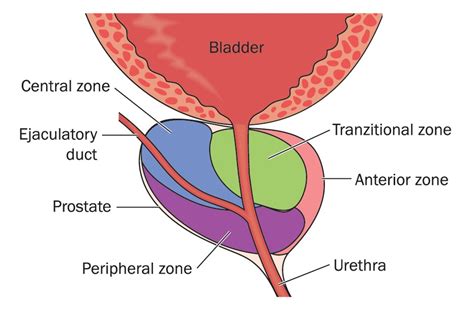 Prostate Function Paramount Functions Of Prostate Gland