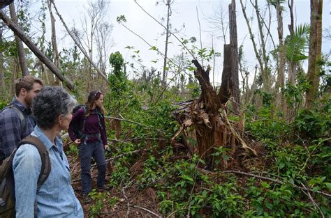 Rain More Than Wind Led To Massive Toppling Of Trees In Hurricane Maria