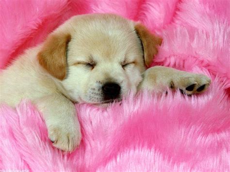 Free Download Cute Dog Wallpaper En 1600x1200 For Your Desktop