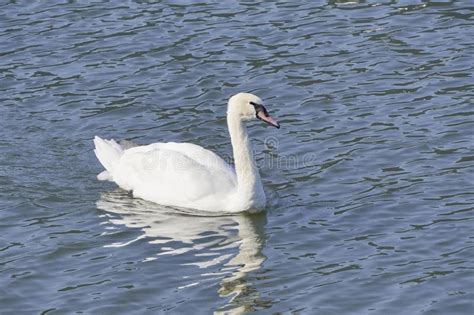 Great White Swan Floating On The Lake On A Sunny Bright Day Reflection