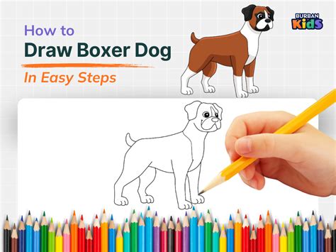 How To Draw A Boxer Dog The Ultimate Guide