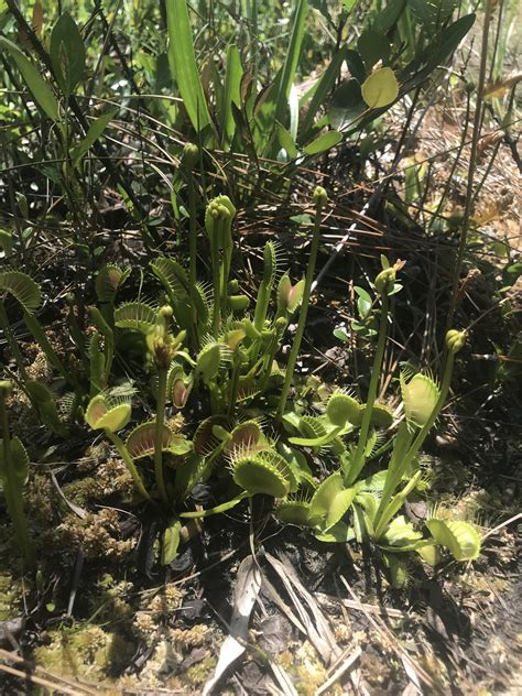 Venus Fly Traps In Their Natural Habitat Green Swamp Nc R