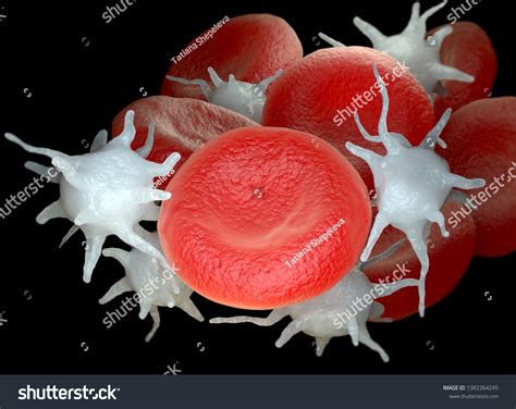 Red Blood Cells Activated Platelets Thrombocytes Hình Minh Họa Có Sẵn